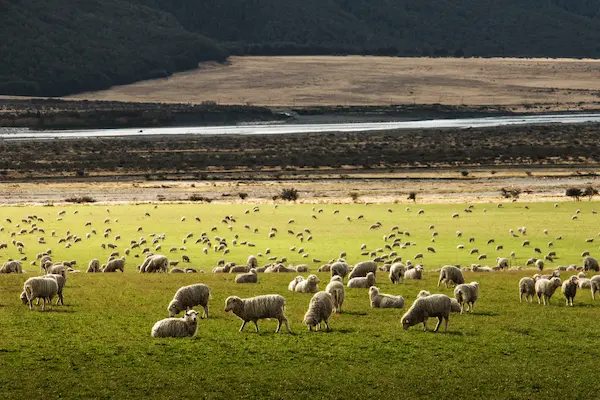flock-of-sheep