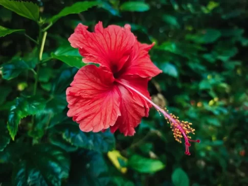 tropical-flower